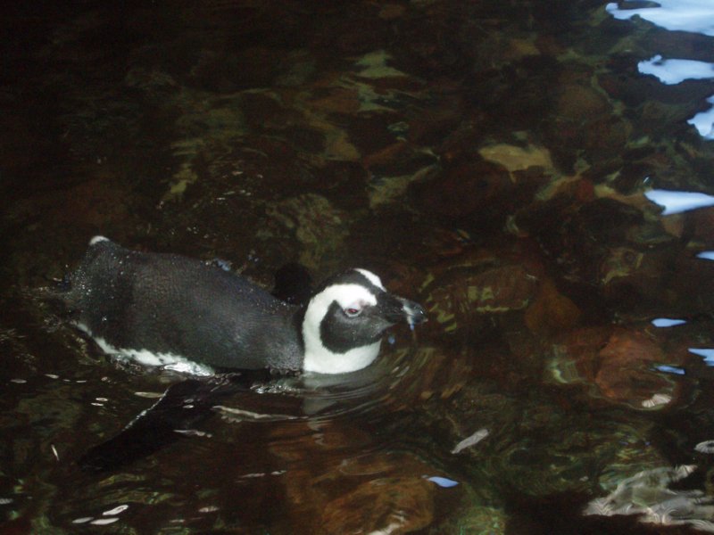 KeHa_in_South_Africa - 074